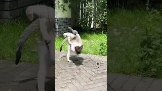 Kung Fu cat