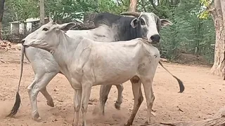 See this amazing love of cow and bull