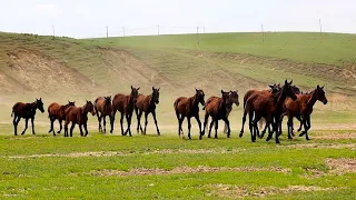 Live: Welcome the spring at Zhaosu County, 'Hometown of Pegasus'