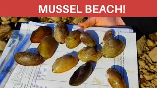 Saving Freshwater Mussels: Find, ID and return!