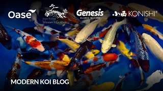 Modern Koi Blog #6016 - Die Entwicklung der Koi in unserer 10-12 cm Aufzucht