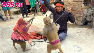 Monkey Comedy - Hindi Story || Bandar Bandariya Ka khel || Monkey 🐵  Funny video || 955 tv