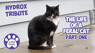 Hydrox TRIBUTE * Part 1 * Feral Cat Video COMPILATION * The Life Of A Feral Cat * 2017