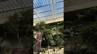 Another video from the Barbican Conservatory 🌱#travelshorts #travelsolo #london #plants #nature