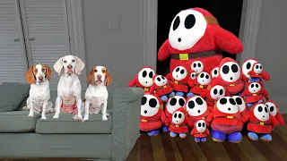 Dogs vs Giant Shy Guy Prank: Funny Dogs Maymo, Potpie & Indie vs Shy Guy Army!