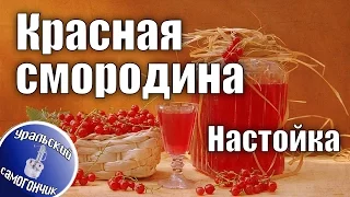 Настойка Красная смородина - Вкусные рецепты для теплой компании.