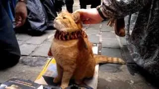 Delphiris meets Bob the big Issue Cat