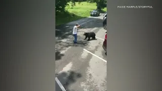 Mama bear charges at Tennessee man after he approaches her cubs | ABC7