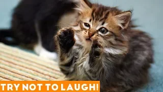 Try Not To Laugh Funniest Animal Compilation 2018 | Funny Pet Videos