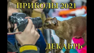 ЛУЧШИЕ ПРИКОЛЫ ДЕКАБРЬ 2021|10 МИНУТ СМЕХА ДО СЛЕЗ| tik tok |тик ток| инстаграм| Лучшие приколы 2021