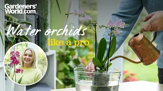 How to water moth orchids correctly | Jane Perrone
