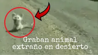 🎥 Graban animal extraño en desierto 🌵