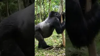 gorilla 🦍 itchy back side