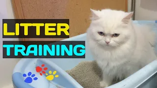 PAANO TURUAN ANG PUSA KUNG SAAN DUDUMI AT IIHI | HOW TO LITTER TRAIN A KITTEN | CAT LITTER