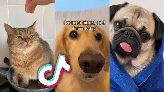 The CUTEST TikTok ANIMAL COMPILATION