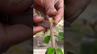 Grafting Technique To Get Multiple Colour Hibiscuses Flower In One Plant #Grafting #ytshorts #shorts