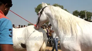 Stallion breeding: Prancing horse has a procreative rendezvous in Rajasthan|| Viewer discretion