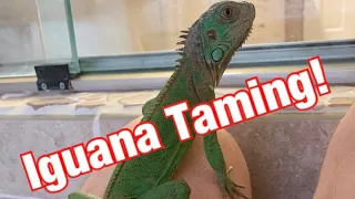 How to Tame an Iguana