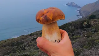 Porcini Mushroom Hunting by the Sea 2022