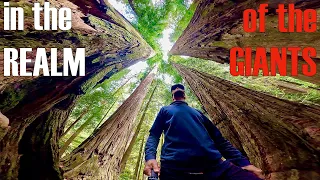 How the Pacific Ocean produced the worlds TALLEST trees