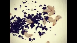 Dickmaulrüsselkäfer (-larven)