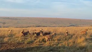 Lioness put in her place by a hyena clan