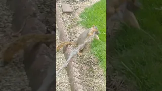 funny squirrel lol