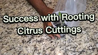 How to Root Clementine Mandarine Orange, Lemon & Citrus Cuttings Successfully ASMR