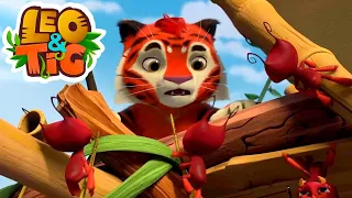 Leo and Tig 🦁 Pango the Magnificent - Episode 43 🐯 Funny Family Animated Cartoon for Kids