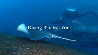 Underwater Scooter Scuba Divers with Giant Bull Ray Diving Sydney Bluefish Wall