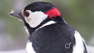 Käpytikka talvella.  Naaraita ja koiraita.