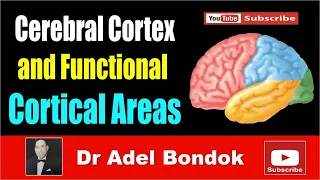 Cerebral Cortex and Functional Areas, Dr Adel Bondok