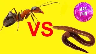 МУРАВЕЙ VS ЧЕРВЯК ANT VS WORM