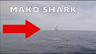 MAKO SHARK BREACHING 2021 | Short Video