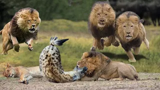 Lions Vs Hyenas  | [HD]National Geographic[Full Documentary]