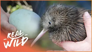 How Does The Tiny Kiwi Bird Survive When It Can't Fly? | Modern Dinosaurs | Real Wild