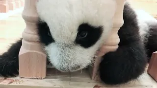 AWW SO CUTE!!! BABY PANDAS Voice sounds like human baby voice | Cute babypandas