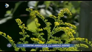 Stirile Kanal D (28.05.2023) - Starpim ambrozia cu amenzi! | Editie de pranz