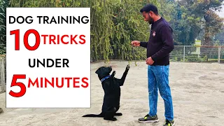 10 Dog Training Tricks in Just UNDER 5 minutes!