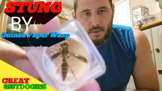 Stung by Guinea Paper wasp