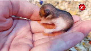 Syrian Hamster Babies Growing Up 30 Days | Hamster Survival 🐹34