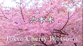 【4K】New Recommended Cherry Blossom Viewing Spots in Tokyo - Sakura, Japan. 1 hour ASMR non-stop 東京 桜