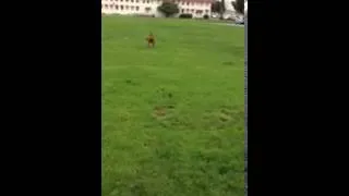 Run Vizsla