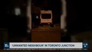 Coyotes spotted in Toronto Junction neighbourhood