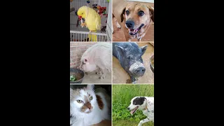 Meet the Misfit Herd of Rescues in Tennessee - a Fun Country Pet Sit with Pigs and a Hound!