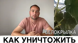 Нокдаун эффект БЕЛОКРЫЛКЕ и стратегия защиты