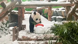 Для панды Жуи из Московского зоопарка слепили снеговика
