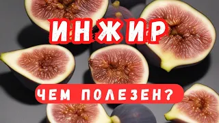 Инжир и его полезные свойства. Польза инжира для здоровья человека