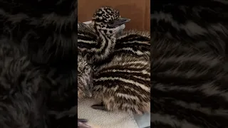 Freshly hatched emu chicks talking to each other