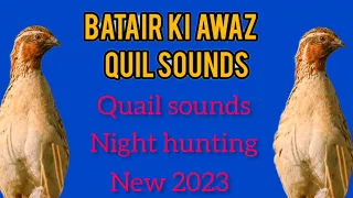 бедана Садои Batair ki Awaz Quail Hunting Sounds بٹیروں کی آواز